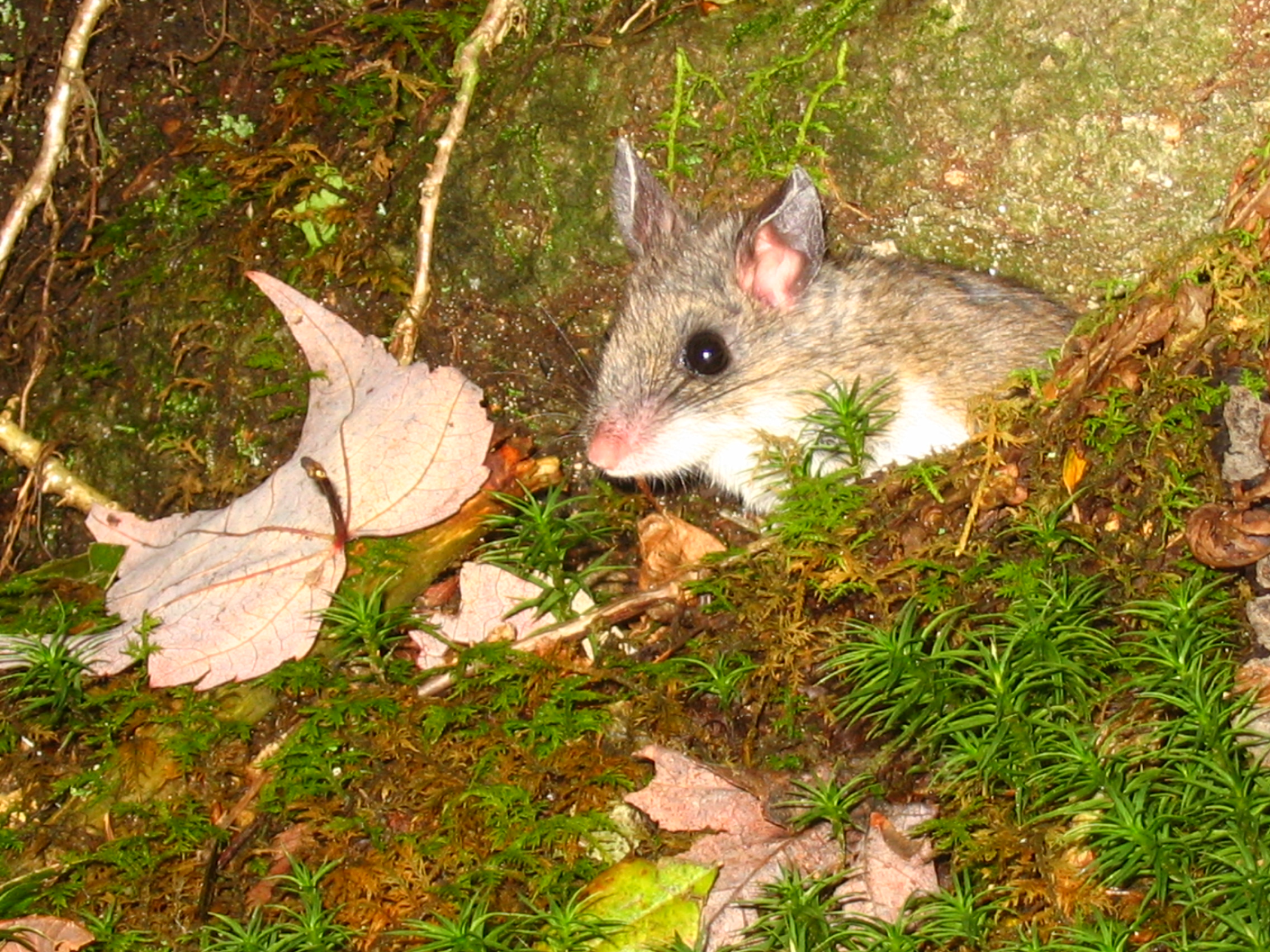 Deer Mouse Northwoods Stewardship Center